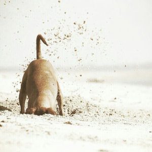 Alle Hunderassen Mit Bild Und Beschreibung 300x300 - Terrier Rassen Bilder