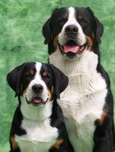 Alle Hunderassen Mit Bild Und Name 227x300 - Kampfhunde Rassen Übersicht Bilder