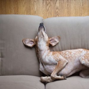 Alle Kleinen Hunderassen Der Welt 300x300 - Hirtenhunde Bilder