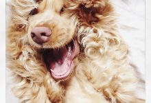 Bild von Alle Rassen Hunde bilder fürs handy