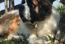 Bild von Alle Rassen Von Hunden bilder fürs handy