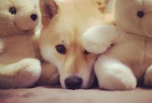 Bild von Alles Für Kleine Hunde bilder fürs handy