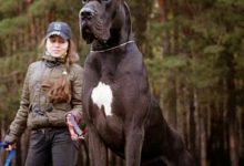 Bild von Alles Über Hunde bilder fürs handy