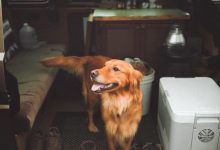 Bild von Alter Hund bilder fürs handy