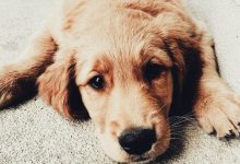 Bild von Anatomie Hund bilder fürs handy