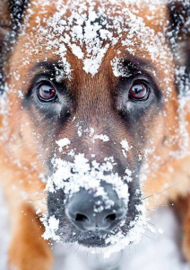 Andalusischer Hund 212x300 - Hunde Bilder Kaufen Kostenlos