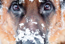 Bild von Andalusischer Hund bilder fürs handy