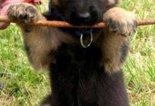 Bild von Baby Hunde bilder fürs handy