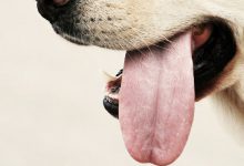 Bild von Beige Hunderassen bilder fürs handy