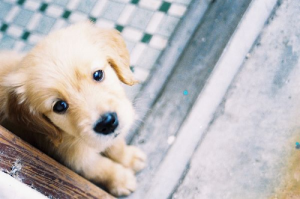 Bekannte Hunderassen 300x199 - Hundewelpen Rassen Bilder Für Facebook