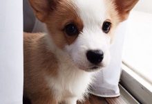 Bild von Belgischer Schäferhund bilder fürs handy
