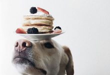 Bild von Bernhardiner Ähnliche Rassen bilder fürs handy
