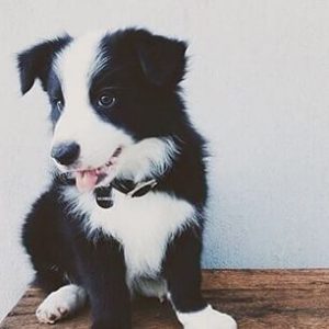 Bilder Große Hunde Kostenlos 300x300 - Hirtenhunde Bilder Für Whatsapp