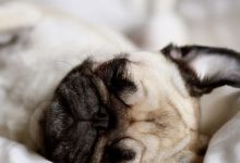 Bild von Bilder Große Hunde Für Facebook bilder fürs handy