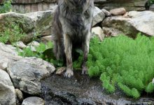 Bild von Bilder Große Hunde Für Whatsapp bilder fürs handy