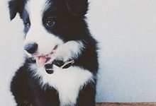 Bild von Bilder Große Hunde Kostenlos bilder fürs handy