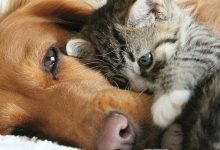Bild von Bilder Große Hunde Kostenlos Herunterladen bilder fürs handy