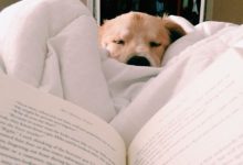 Bild von Bilder Hunde bilder fürs handy