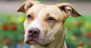 Bilder Hunde Für Facebook 300x158 - Pitbull Hund Bilder Für Whatsapp