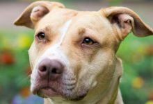 Bild von Bilder Hunde Für Facebook bilder fürs handy