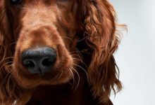 Bild von Bilder Hunde Für Whatsapp bilder fürs handy