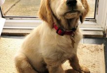 Bild von Bilder Hunde Kostenlos bilder fürs handy