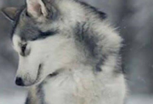 Bild von Bilder Hunde Kostenlos Herunterladen bilder fürs handy