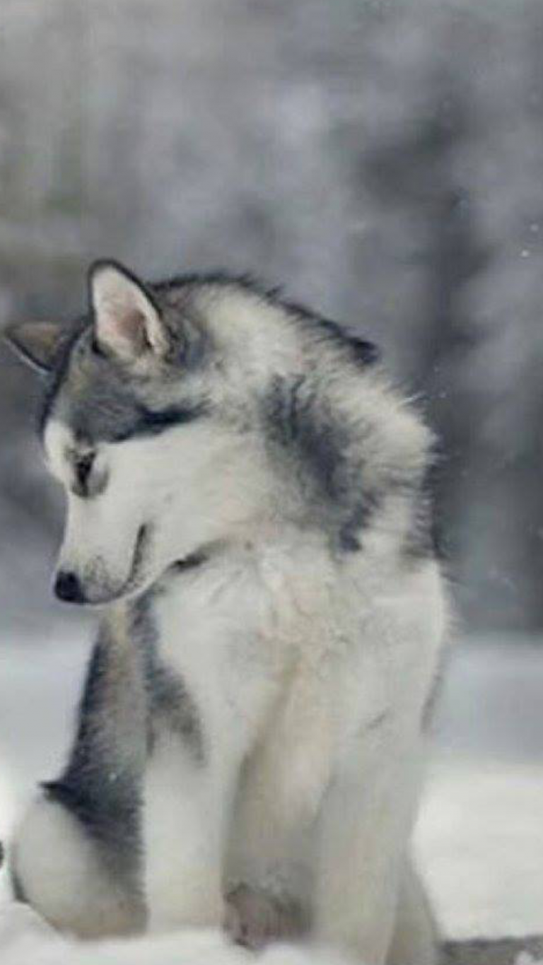 Bilder Hunde Kostenlos Herunterladen