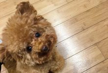Bild von Bilder Hunde Lustig bilder fürs handy
