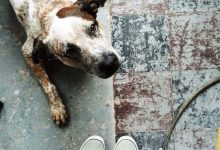 Bild von Bilder Hunde Lustig Für Facebook bilder fürs handy