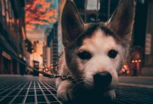 Bild von Bilder Hunde Lustig Für Whatsapp bilder fürs handy