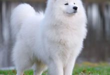 Bild von Bilder Hunde Lustig Kostenlos bilder fürs handy