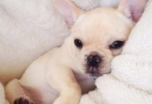 Bild von Bilder Hundebabys bilder fürs handy