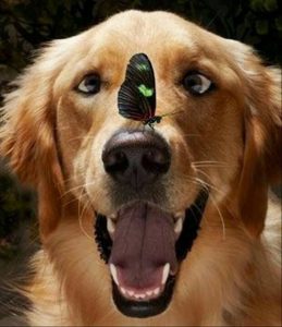 Bilder Hundebabys Für Facebook 259x300 - Kampfhunde Rassen Übersicht Bilder Für Facebook