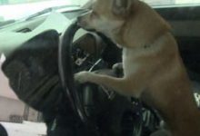 Bild von Bilder Hundebabys Kostenlos bilder fürs handy