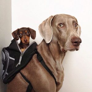 Bilder Hunderassen Kostenlos 300x300 - Der Hässlichste Hund Der Welt