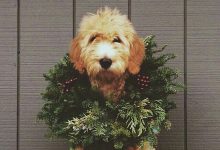 Bild von Bilder Hundewelpen Für Facebook bilder fürs handy