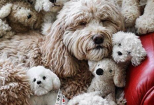 Bild von Bilder Hundewelpen Für Whatsapp bilder fürs handy
