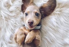 Bild von Bilder Hundewelpen Kostenlos Herunterladen bilder fürs handy