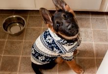Bild von Bilder Jagdhunde bilder fürs handy
