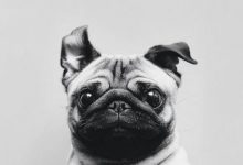 Bild von Bilder Jagdhunde Für Facebook bilder fürs handy
