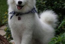Bild von Bilder Jagdhunde Kostenlos bilder fürs handy