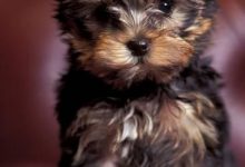 Bild von Bilder Kleine Hunde bilder fürs handy
