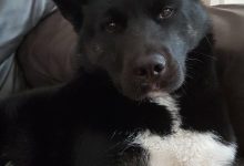 Bild von Bilder Kleine Hunde Für Facebook bilder fürs handy