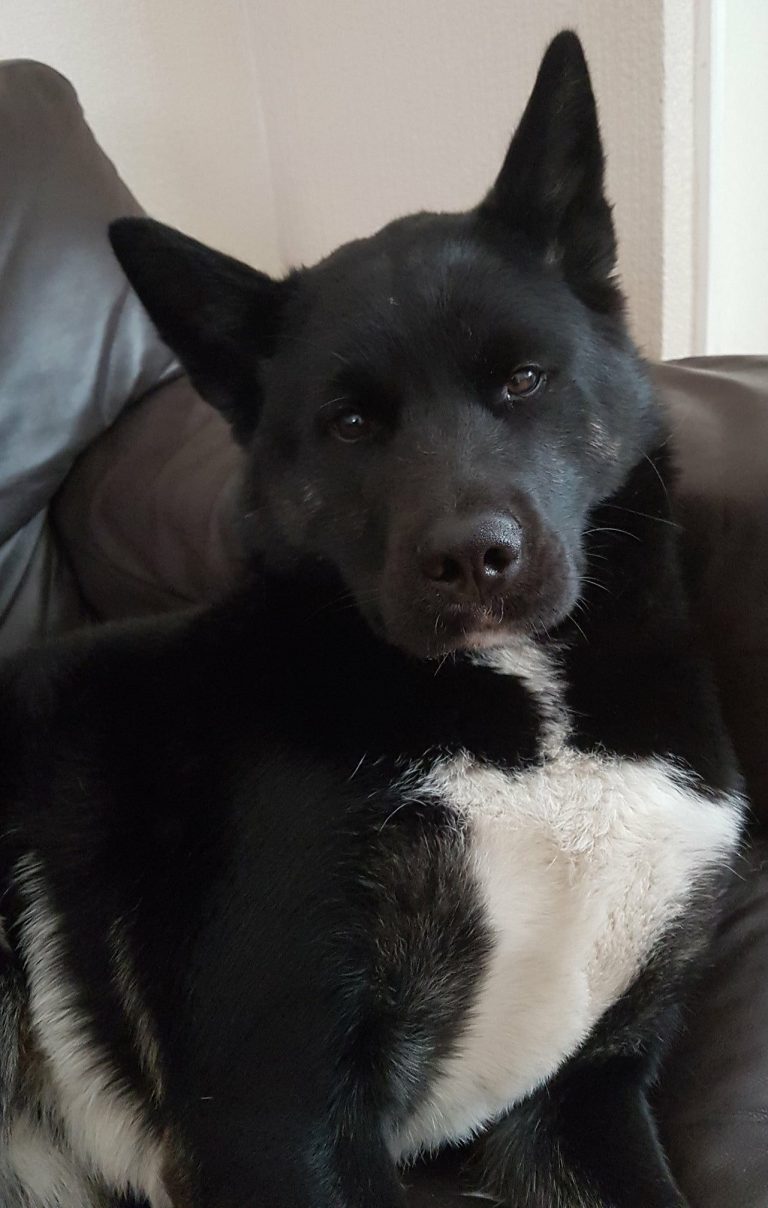 Bilder Kleine Hunde Für Facebook