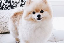Bild von Bilder Kleine Hunde Kostenlos bilder fürs handy
