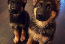 Bild von Bilder Kleine Hunde Kostenlos Herunterladen bilder fürs handy