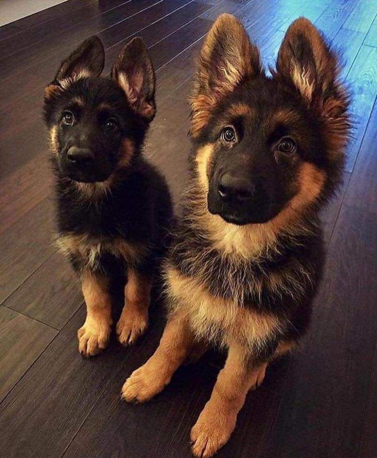Bilder Kleine Hunde Kostenlos Herunterladen