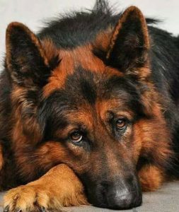 Bilder Kleine Hunderassen Für Whatsapp 253x300 - Kampfhunde Rassen Übersicht Bilder Für Facebook