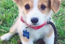 Bild von Bilder Kleine Hunderassen Für Facebook bilder fürs handy